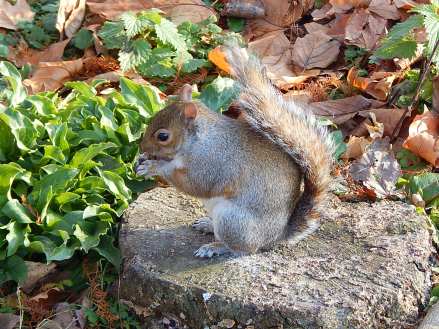 3. St. James Park (13)